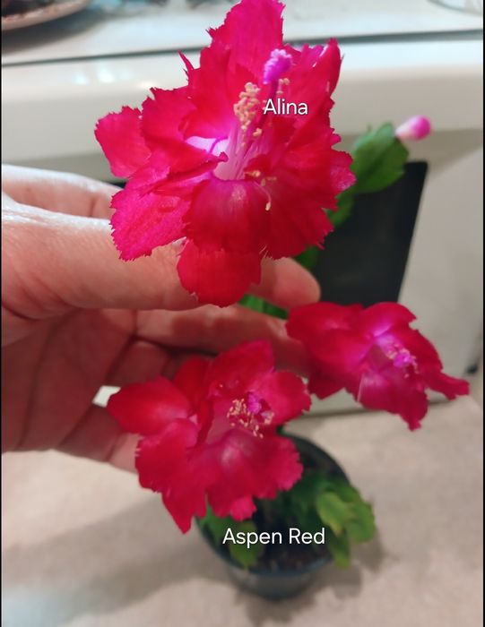 Шлюмбергера Aspen red