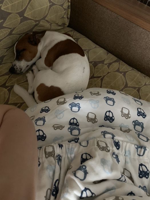 Джек Рассел В’язка