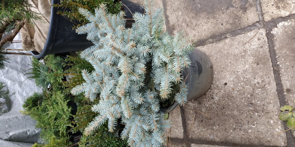 Ель голубая шарообразной Abies lasiocarpa Argentea