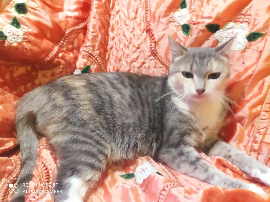 Кошечка в ответственные любящие руки