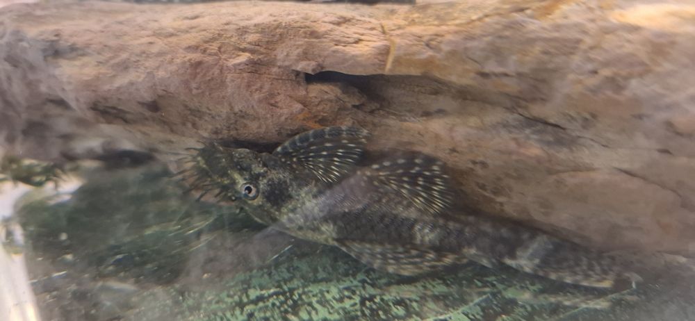 Glonojady zbrojniki samce