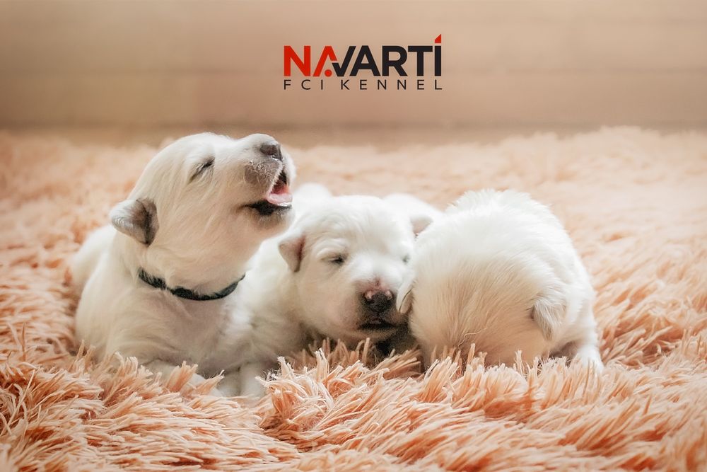 Біла швейцарська вівчарка БШВ(БШО)