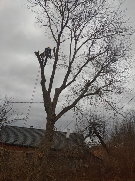 Зрізати аварійне дерево