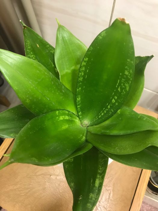 Сансевиерия распродажа.