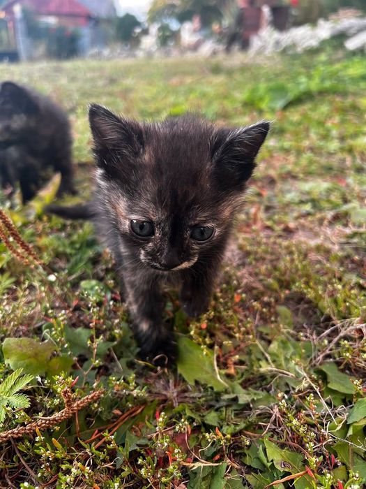 Відамо в хороші руки кошенята