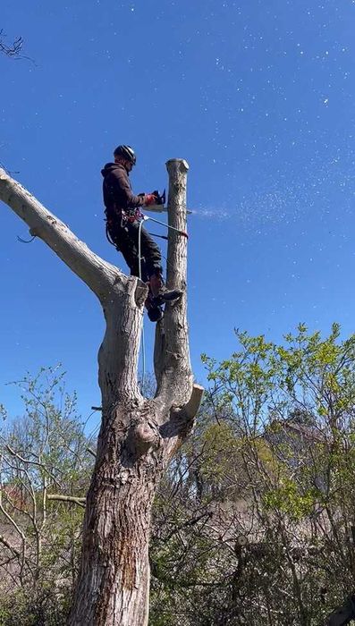 TREE CITY – profesjonalna wycinka drzew i usługi ogrodowe
