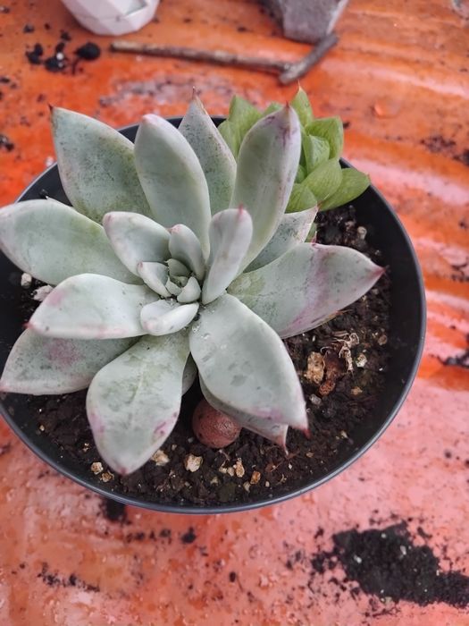 Сукуленти, ехеверія