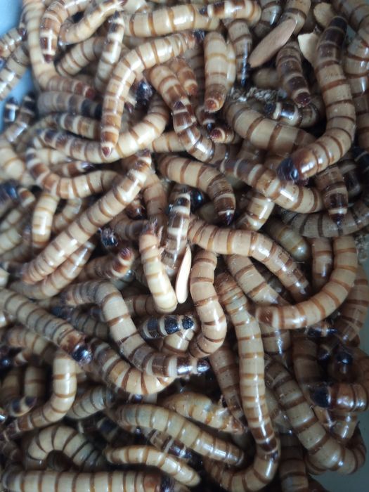 Drewnojad drewnojady larwy karmówka