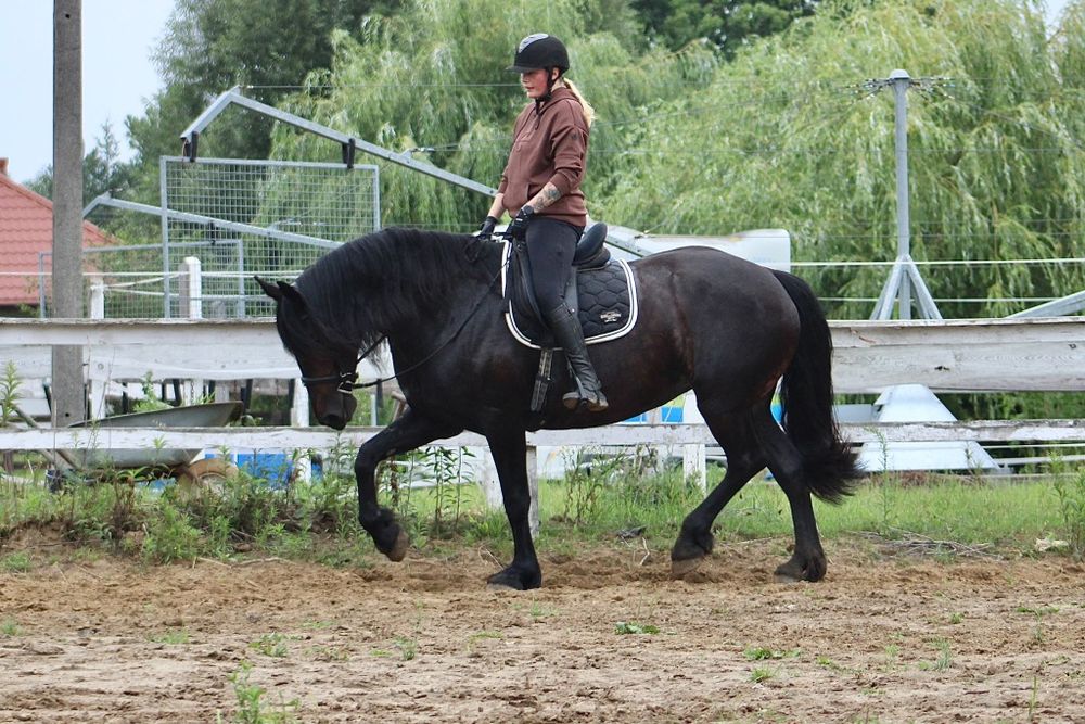 Raven klacz SP 11 lat