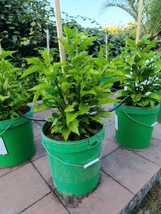 Plantas de Carolina reaper e ghost pepper já transplantadas em balde de 25 litros