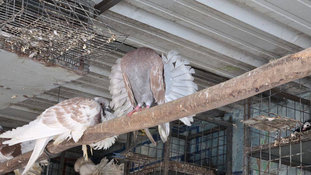 Pombas rabo de leque duplo