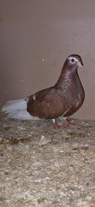 Gołębie zamojskie gładkie i czubate