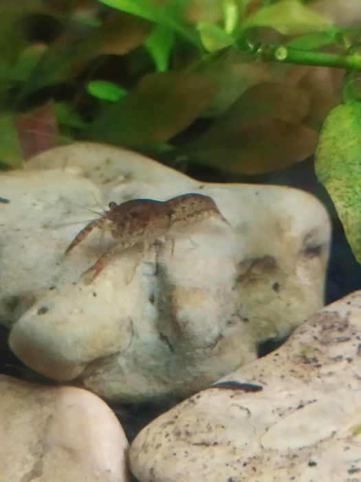 Raczki akwariowe Cambarellus texanus