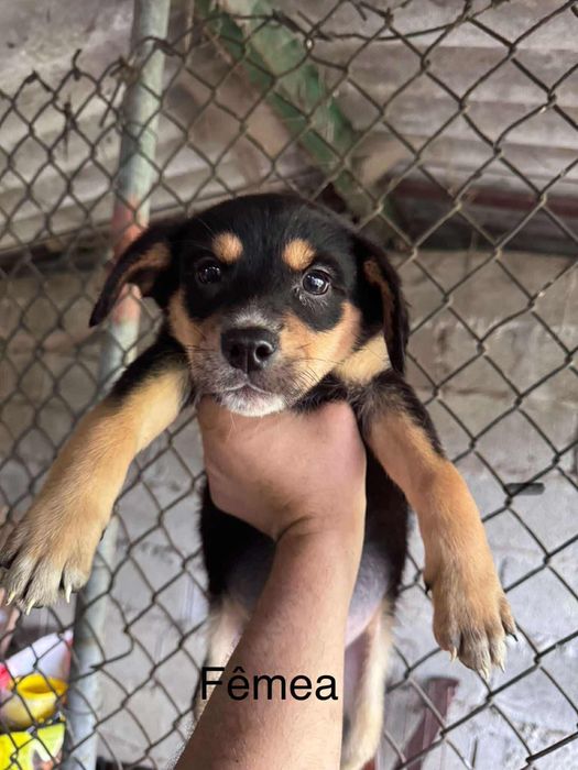 CADELA para DOAR (realmente interessados)