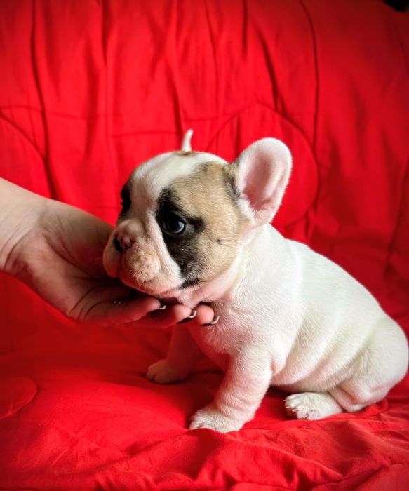 Мальчик Французского бульдога