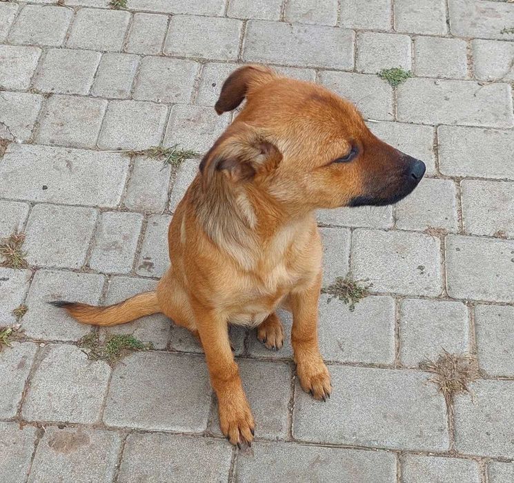 Девочки в добрые руки