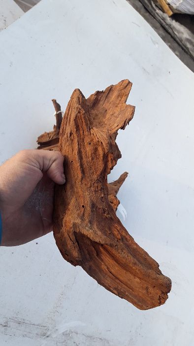 Korzeń MANGROWCA Do Akwarium Rozmiar 40-65 CM KURIER WYSYŁKA