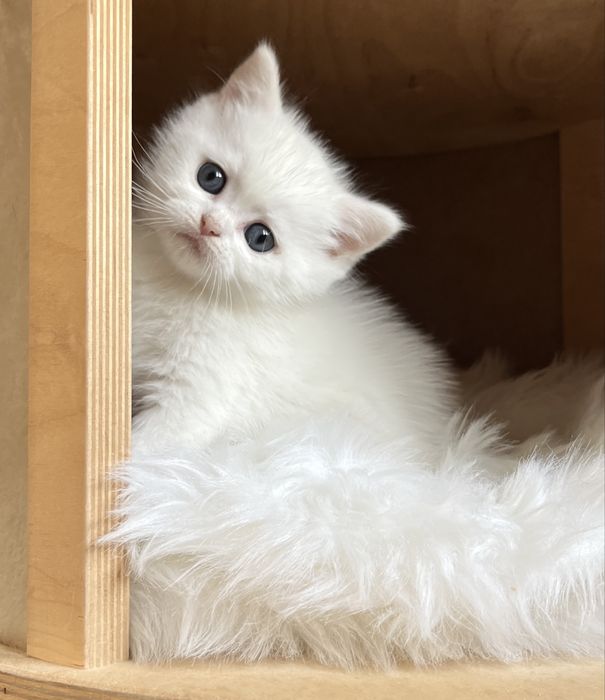 Файний шотландчик