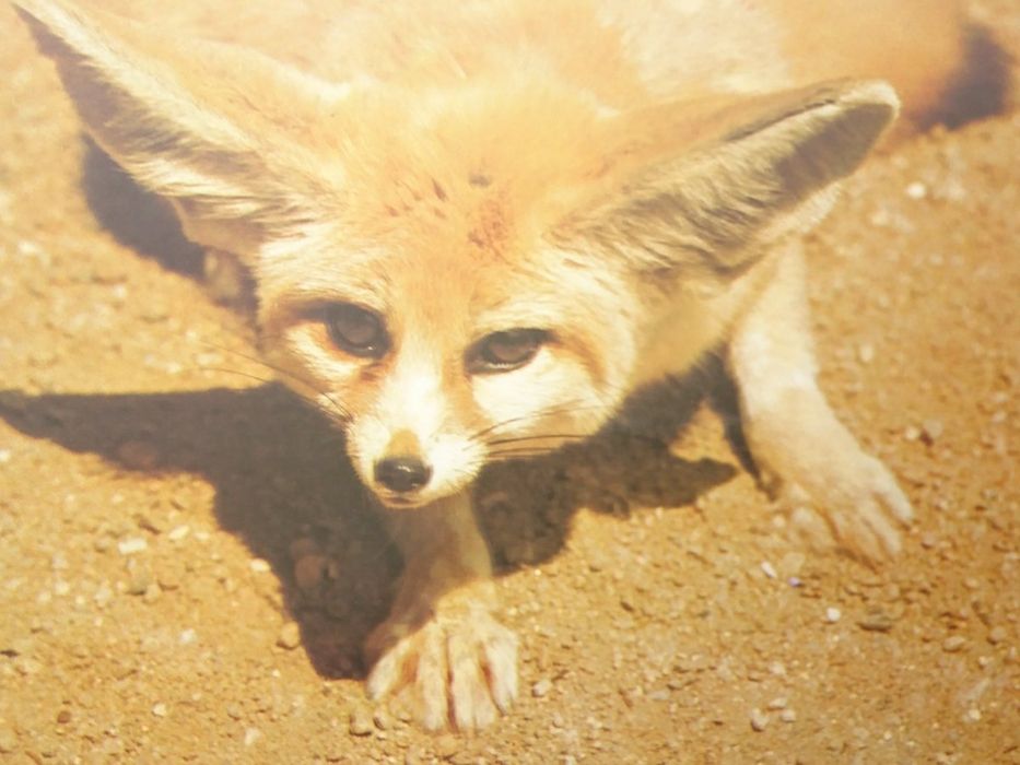 Fennecus Zerda - pocztówka