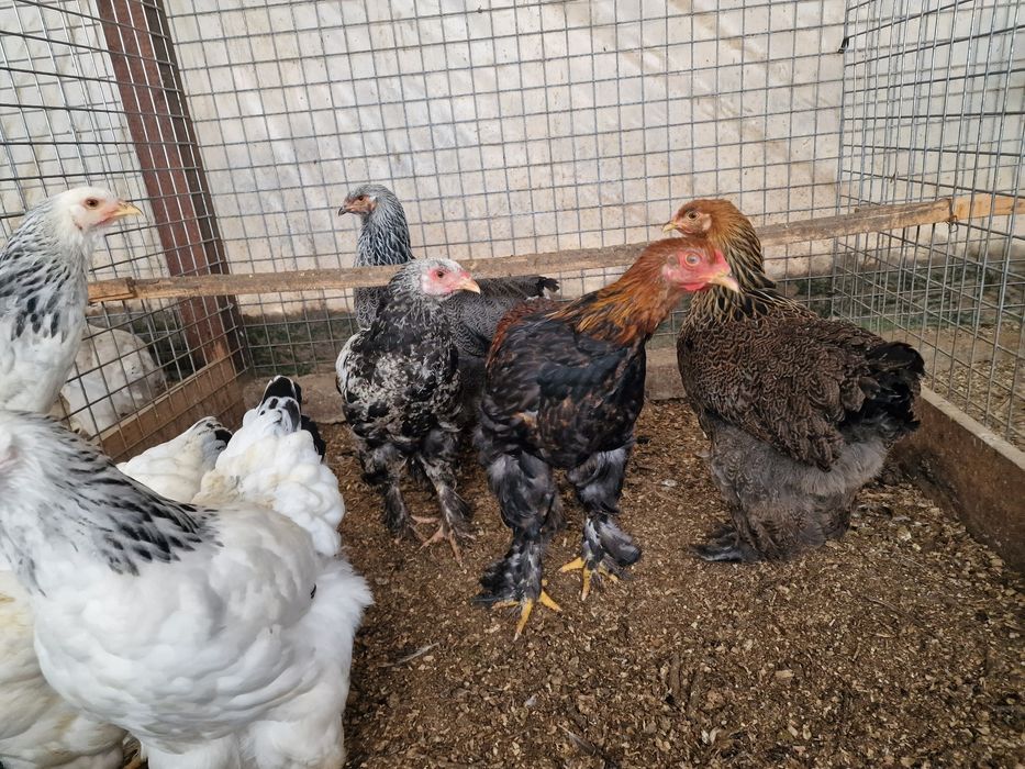 Brahma  perdiz & dark