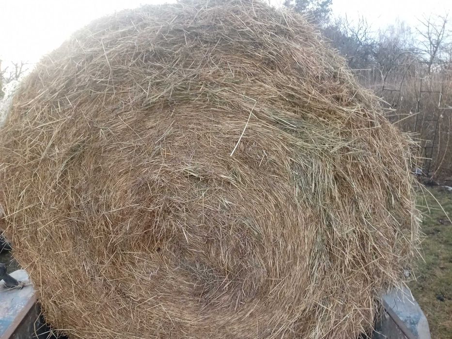 Balot siana o średnicy 150 cm, dostępne tylko 2 sztuki, Wieluń