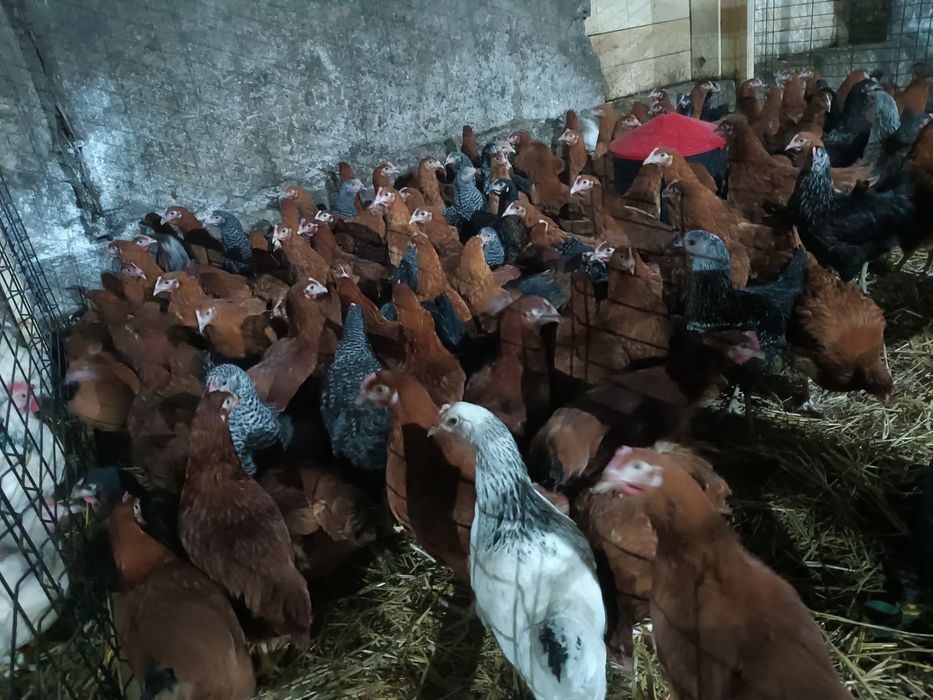 Kura nioska mix kolorów