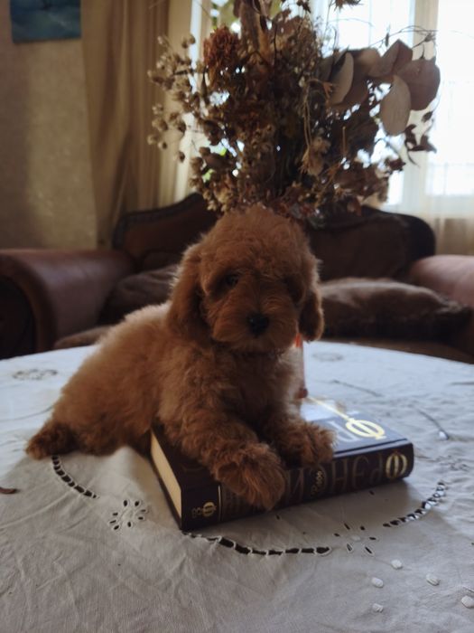 Той пудель девочка без брака документы КСУ