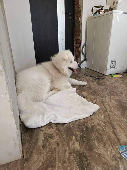 Перетримка тварин