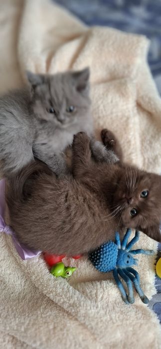 Шотландські плюшеві красуні