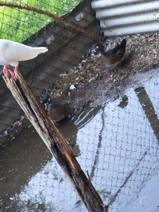 2 fêmeas de pato carolino deste ano
