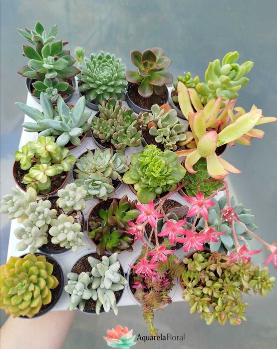 Plantas, suculentas