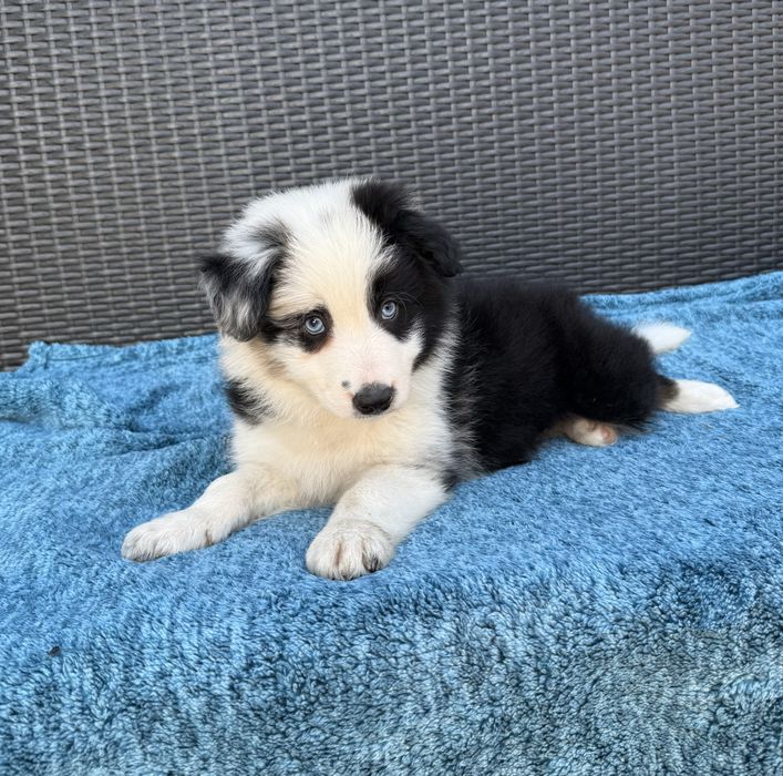 Border Collie piesek niebieskie oczy Desant