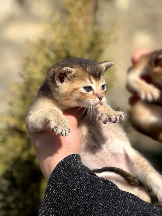 Пропоную до броні абісінських кошенят