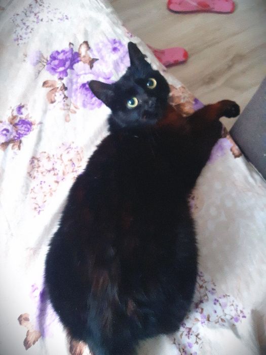 Дуже гарні киці в добрі руки