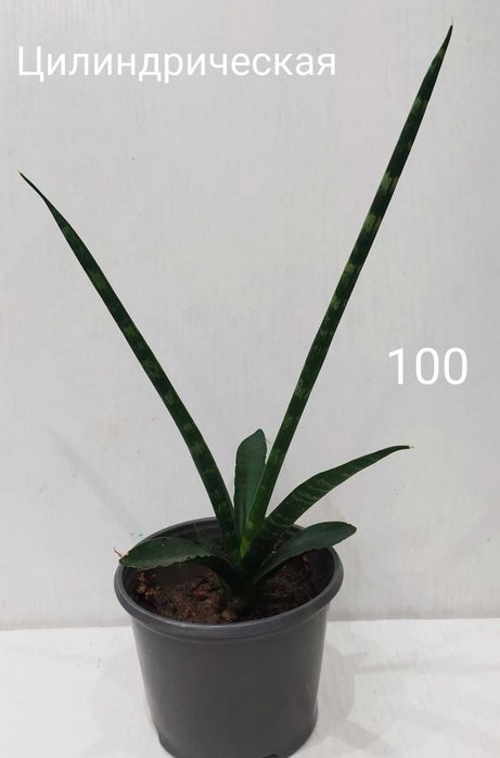 Сансевиерия цилинрическая