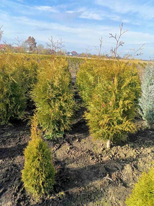 Туї, ялівець, дерен, бірючина, хакуро нішікі