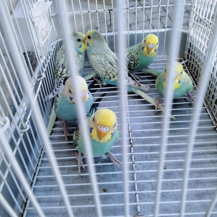 Piriquitos rendados
