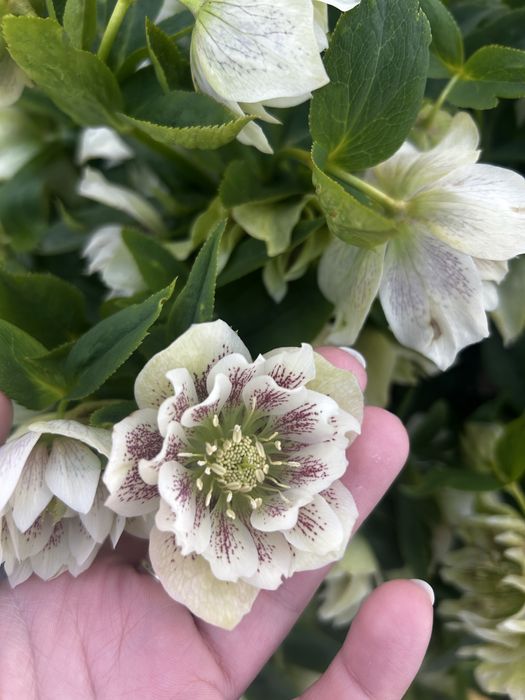 Морозник багаторічний