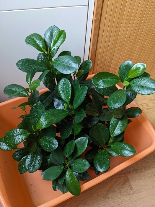 Фікус сорт Маклейн (Мікрокарпа, Гінсенг, Мокламе)