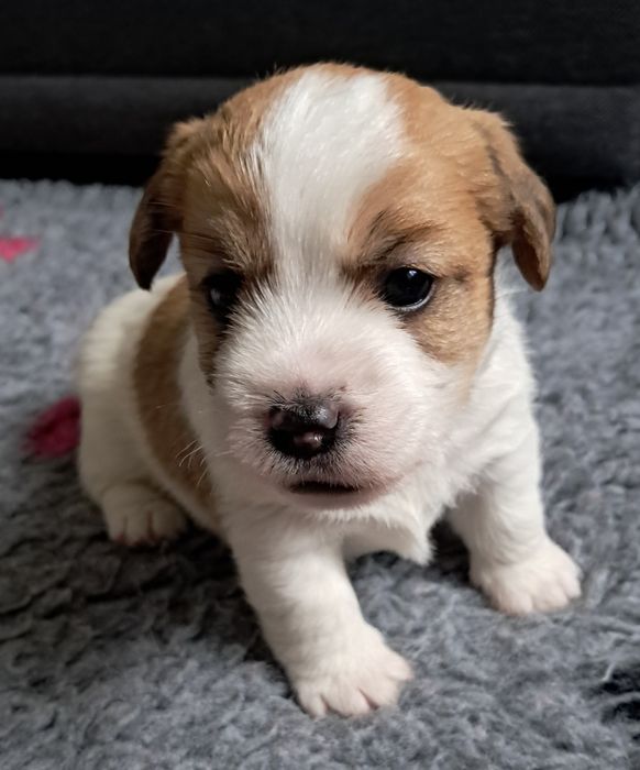 Suczka szorstkowłosa TRIXIE Jack Russell Terrier ZKWP FCI