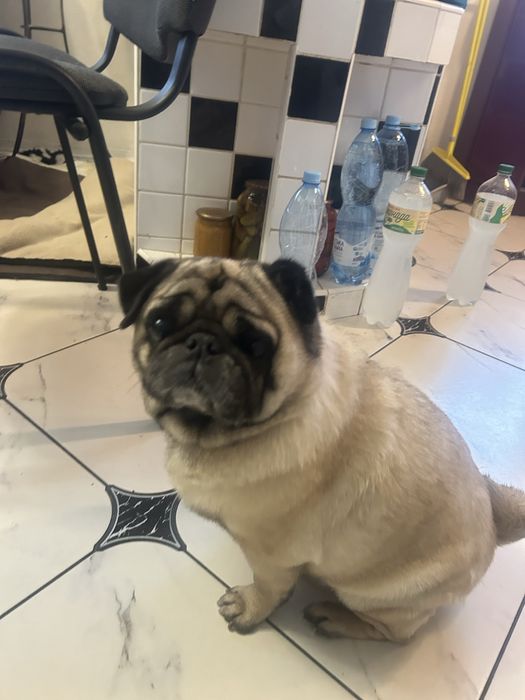 Віддаємо тільки в добрі руки мопса