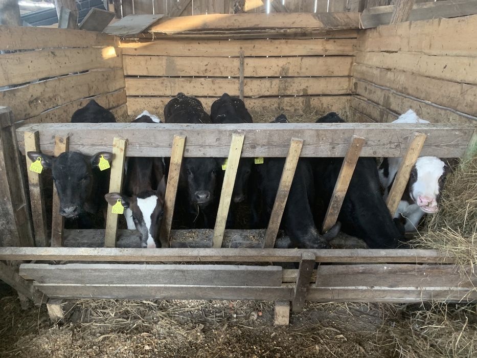 Sprzedam byczki i jalowki