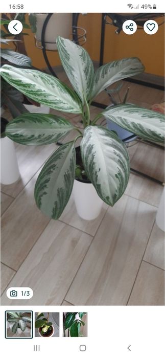 Kwiat    Aglonema