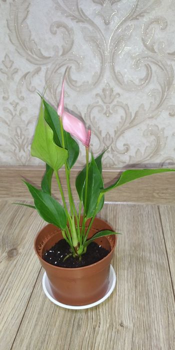 Антуріум Лілі+інші сорти.