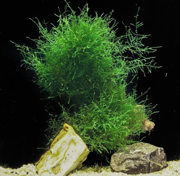 Kępa mchu Java Moss Tajwan Moss mech jawajski roślina akwariowa