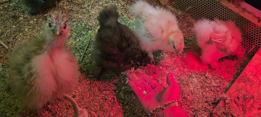 Silkie Jedwabiste USA