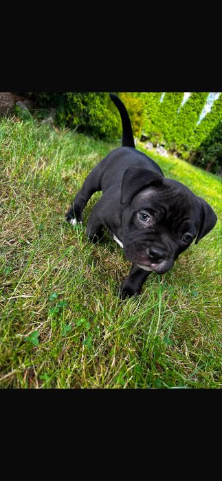 Piesek American Bully Pocket