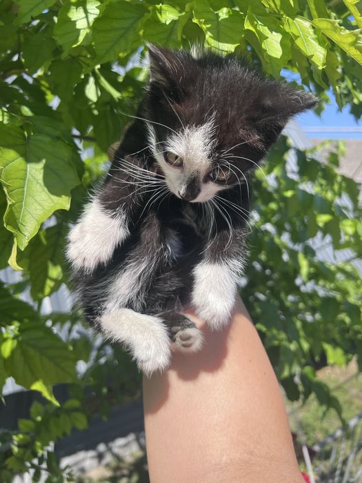 Кошенята в добрі руки