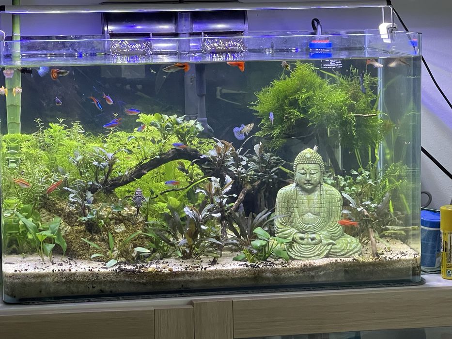 Aquario com peixes