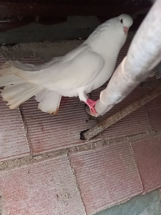 Pombos brancos  leque